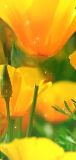 Vibrant yellow-orange poppies with lush green background mobile wallpaper.