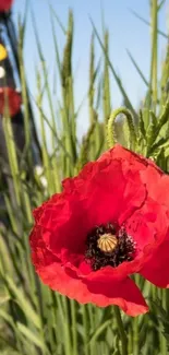 Red poppy flower in front of motorcycle under blue sky.