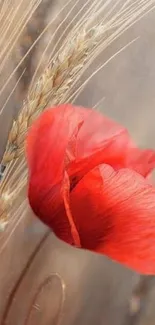 Red poppy and wheat mobile wallpaper.