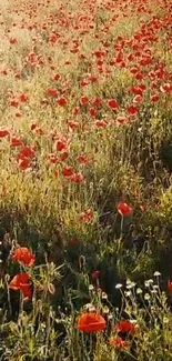 Poppy field with red flowers and green grass under sunlight.