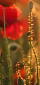 Poppies glowing in the golden sunset from a serene field.