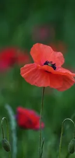 Vibrant red poppy flowers in a lush green field.