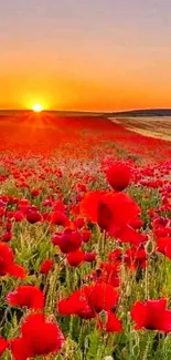 Vibrant red poppy field at sunrise with a glowing horizon.