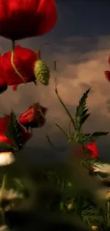 Red poppies under a cloudy evening sky in beautiful contrast.