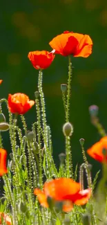 Bright orange poppies against green background mobile wallpaper.