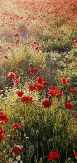 Vibrant red poppy field under sunlight, extending to the horizon.