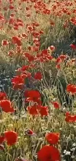 A vibrant field of red poppies under sunlight.