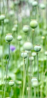 Vibrant green poppy field with a single red poppy blossom.