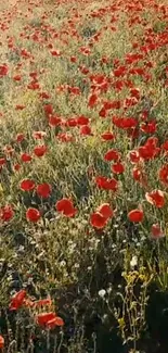 Vibrant poppy field with red flowers and green grass under sunlight.