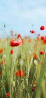 Vibrant green field with red poppies under a blue sky, perfect for phone wallpaper.