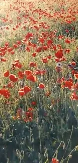 Red poppies in a lush green field, bathed in warm sunlight.