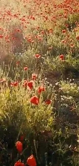 A tranquil field of red poppies under golden sunlight in this mobile wallpaper.