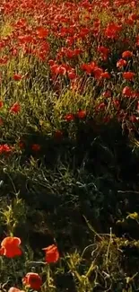 Vibrant poppy field wallpaper with red flowers at golden hour.