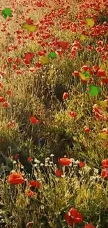 Beautiful field of vibrant poppies under the sun with a lush green backdrop.