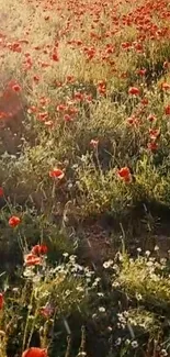 Vibrant poppy field with red flowers and golden sunlight.