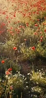 Vibrant field of red poppies under golden sunlight.