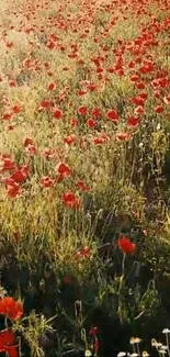 Vibrant field filled with red poppies under golden sunlight in lush greenery.