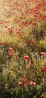 Field of red poppies under golden sunlight, perfect for nature-inspired phone wallpapers.