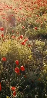 Vibrant field of red poppies with sunlight.