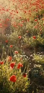 A vibrant poppy field with red flowers and green grass under sunlight.