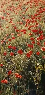 Vibrant poppy field wallpaper with red flowers and lush green grass.