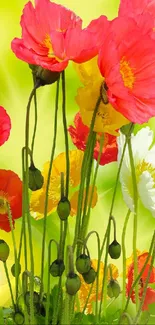 Vibrant poppy field with colorful flowers against a green backdrop.