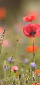 Field of red poppies in a vibrant, natural setting perfect for wallpapers.