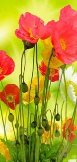 Vibrant poppy flowers with a bright green background and sunny highlights.