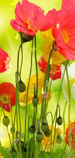 Mobile wallpaper with colorful poppy flowers and green background.