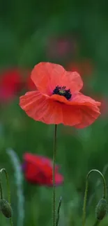 Bright red poppy flower in green field background.