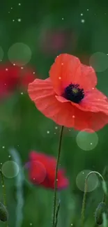 Red poppy flower with sparkling dots on a green background.