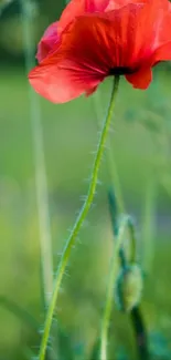 Vibrant poppy flower against a green background.