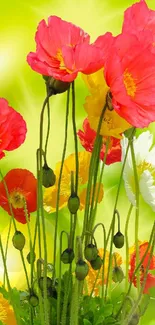 Colorful poppy flowers in vibrant bloom against a soft green background.