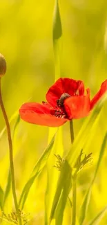 A vibrant red poppy with a bee in a sunlit field of yellow-green.