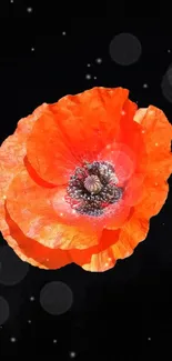 Orange poppy flower on a dark background with bokeh effect.