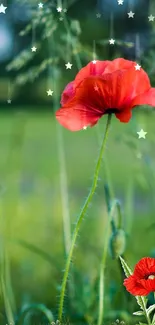 Red poppy with stars on green background wallpaper.