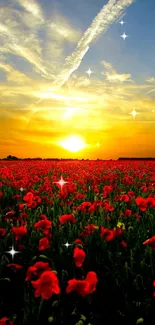 Red poppies under a glowing sunset sky.
