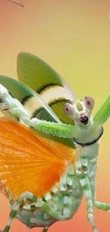 Colorful praying mantis on vibrant background.