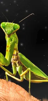 Praying mantis on hand with starry night background.