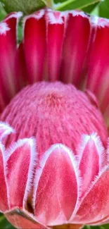 Close-up of a vibrant pink protea with lush green leaves.