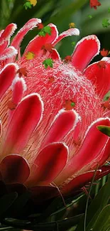 Mobile wallpaper featuring a vibrant red Protea flower surrounded by green foliage.