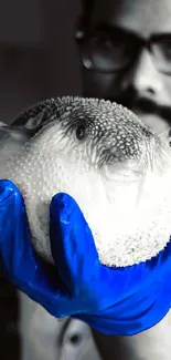 Close-up of pufferfish held in a blue glove with blurred background.