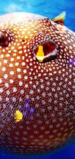 Pufferfish swimming in deep blue ocean with vibrant colors.