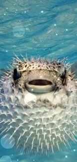 Pufferfish swimming in blue ocean background.