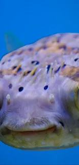 Close-up of a pufferfish with blue tones and vibrant textures.