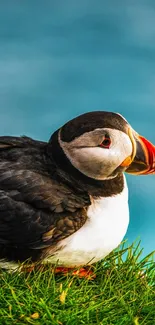 Puffin resting on grass with turquoise sea backdrop.