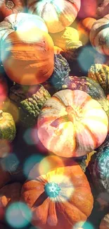 Vibrant collection of pumpkins and gourds with rich autumn colors.