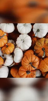 Mobile wallpaper with orange and white pumpkins, perfect for autumn.