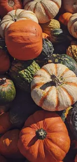 Assorted pumpkins and gourds in vibrant autumn colors.