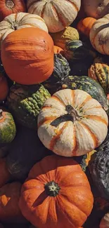 Vibrant arrangement of pumpkins and gourds in autumn colors for mobile wallpaper.